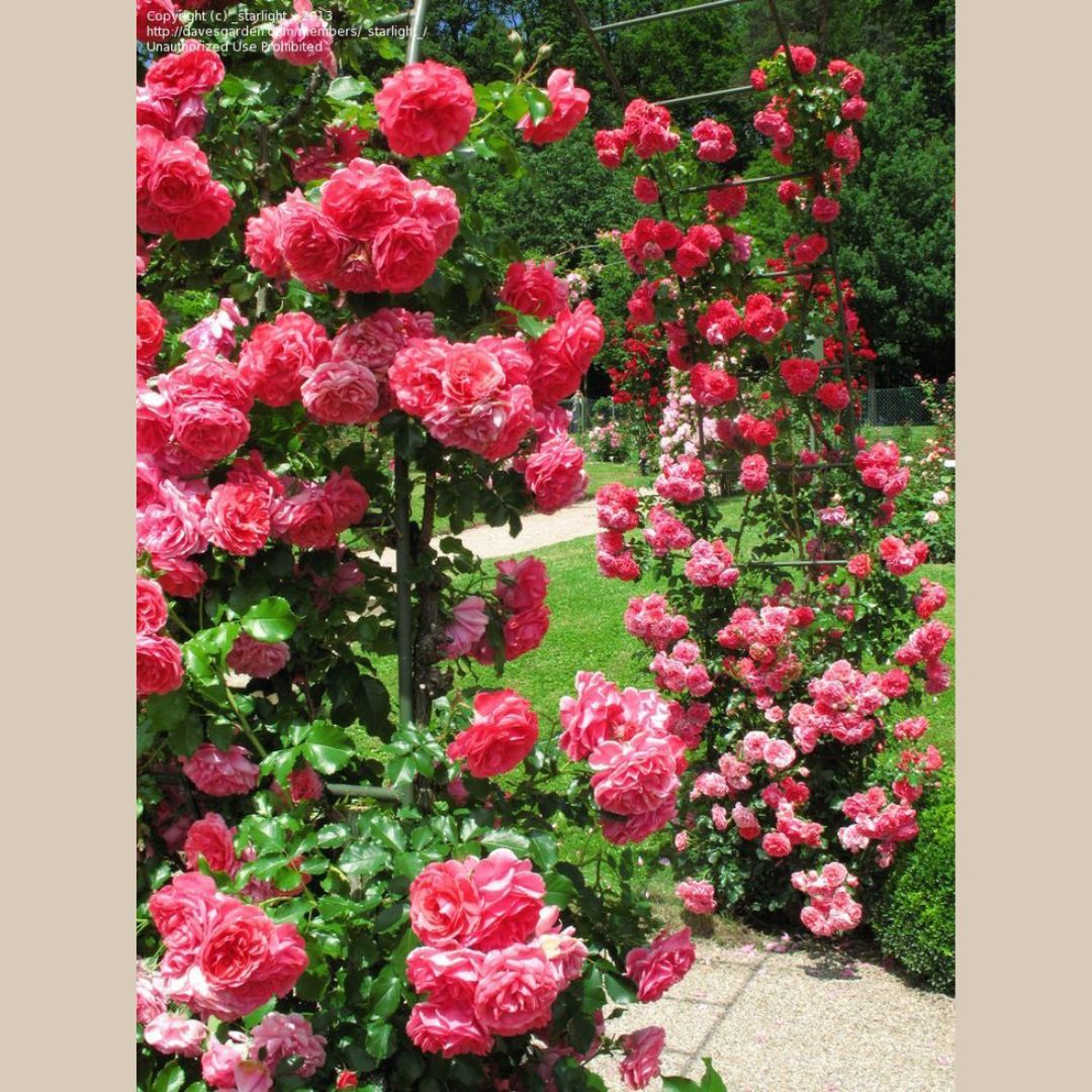 Urban Climbing Rose Seeds