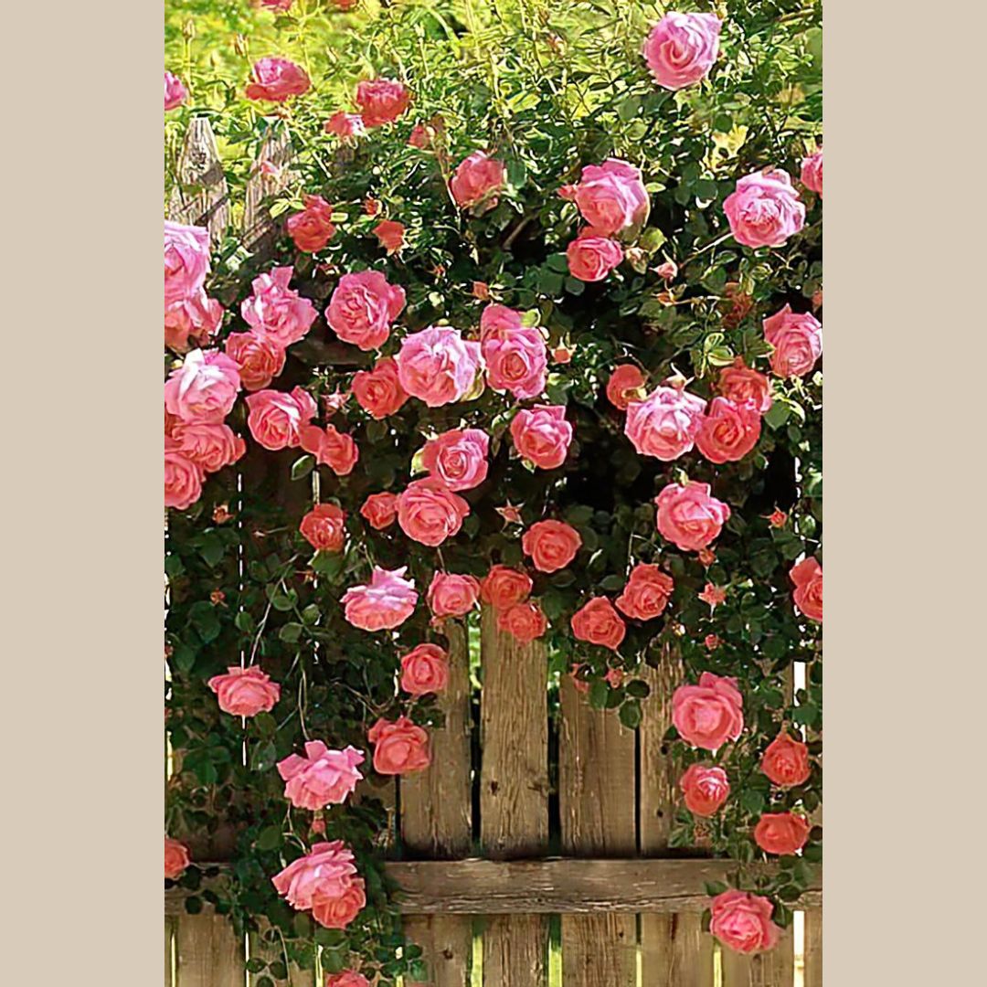 Urban Climbing Rose Seeds